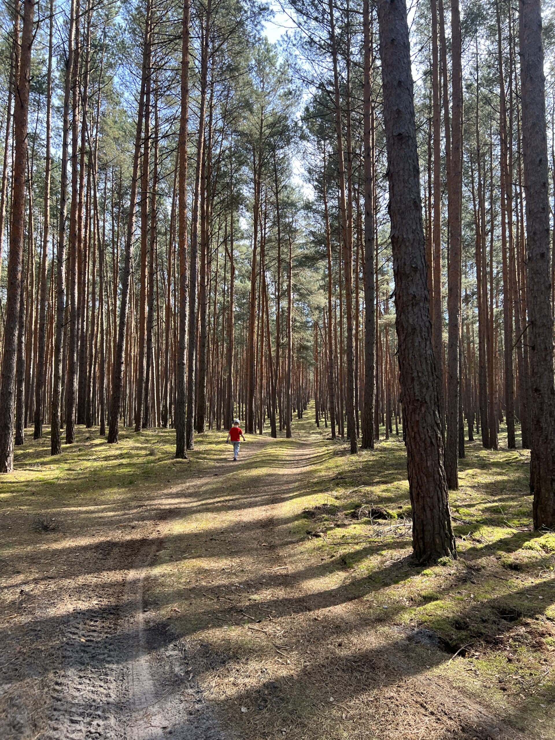 Wald Pilze sammeln